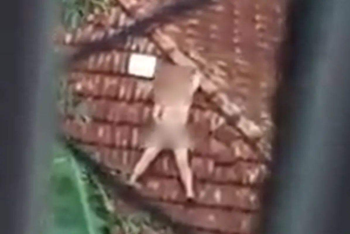 Homem se masturba no telhado de casa em Praia Grande e acaba detido pela  PM; VÍDEO