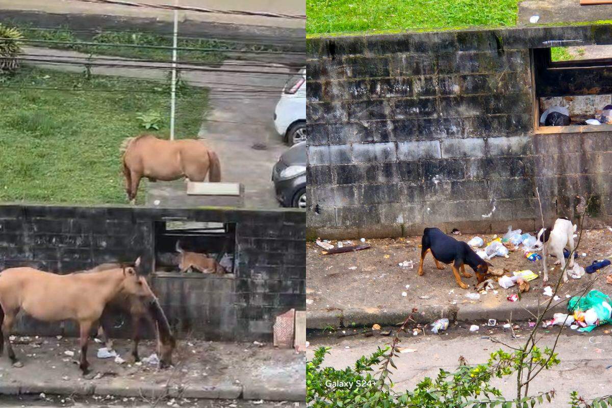 Cavalos são encontrados andando por estacionamento de prédio no Litoral de  SP